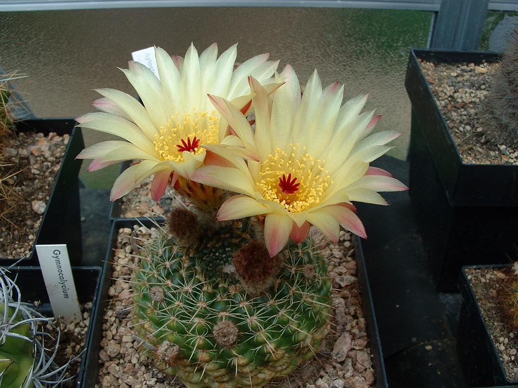 Notocactus ottonis1.JPG